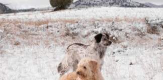 Aemet alertas nevadas España: qué debes saber hoy ya image