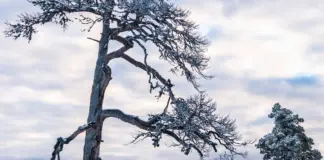 Aemet nieve: aviso por nevadas en cotas bajas, hoy image
