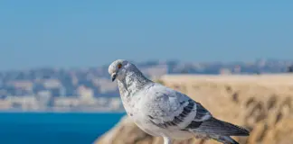 Paloma Porcel y el chalé okupado que sacude Las Rozas image