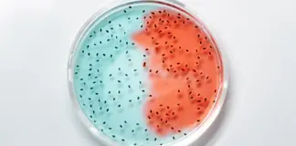 bacteria leche nestle qué lotes revisar hoy image