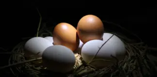 Pablo Ojeda aclara si el huevo sube el colesterol image