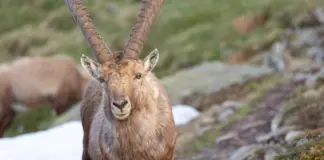 Ibex 35 gana oxígeno y mira ya los 18.000 puntos image