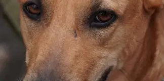 Perro en alerta por tormentas y rescates hoy image