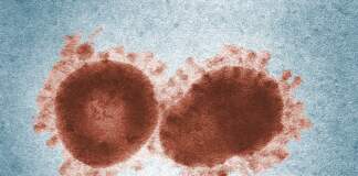 virus nipah india qué es y qué síntomas vigilar image