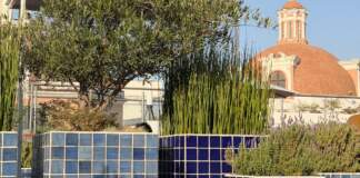 Planta ideal para tu terraza que florece todo el año image