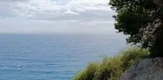 Tiburón blanco mediterráneo en Alicante y su impacto image