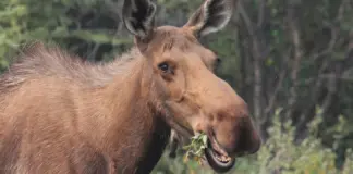 El hormiguero alaska y su visita más esperada image