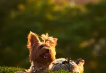 Pablo Alborán presenta a su cachorro Siro en familia image