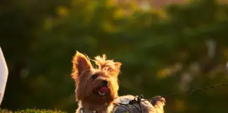 Pablo Alborán presenta a su cachorro Siro en familia image