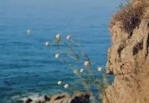 Roses y el caso del menor desaparecido en la Costa Brava Roses y el caso del menor desaparecido en la Costa Brava image