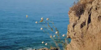 Roses y el caso del menor desaparecido en la Costa Brava image
