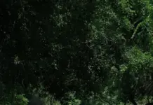 Estreno torrente presidente en Netflix y lo que trae image
