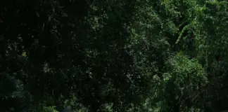 Estreno torrente presidente en Netflix y lo que trae image