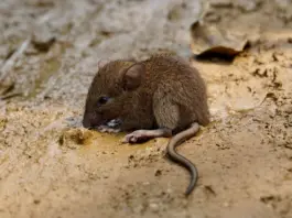 es radio y el brote de hantavirus hoy es radio y el brote de hantavirus hoy image