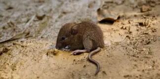 es radio y el brote de hantavirus hoy image