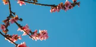 El tiempo en Jerez hoy y mañana al detalle image