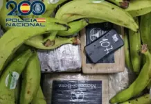 «Descubren cocaína escondida entre cajas de plátanos en puerto de Algeciras»