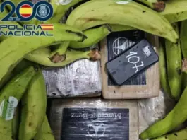 «Descubren cocaína escondida entre cajas de plátanos en puerto de Algeciras»