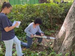 ¡Descubre cómo el Ayuntamiento de Sevilla utiliza tecnología avanzada para proteger los árboles de la ciudad!