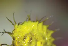 Tecnología IA detecta caballitos de mar en maletas