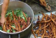La promesa curativa de la ayahuasca para el párkinson.