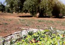 Regantes de Lillo-Quintanar buscan tecnología y gestión del agua