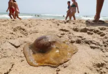 «Nueva tecnología de la Universidad de Alicante aleja medusas de las playas»