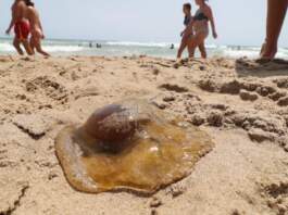 «Nueva tecnología de la Universidad de Alicante aleja medusas de las playas»