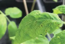 Nuevos bioplaguicidas: arma secreta contra enfermedades en plantas