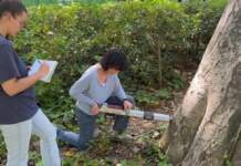 Cómo Sevilla utiliza tecnología para preservar árboles centenarios en el Parque María Luisa