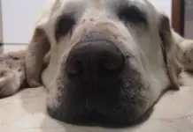Vacuna a tu mascota: ¡evita estas enfermedades mortales!