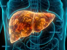 Descubre el vínculo clave entre el hígado y la salud metabólica