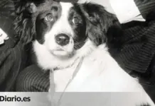 Increíble hazaña canina: perro recupera trofeo Mundial 1966
