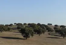 Minería ecológica en Los Pedroches: ¡descubre los metales preciosos que busca un innovador proyecto!