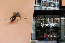 Google libera 64 millones de mosquitos para combatir enfermedades
