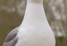 Multa por matar una gaviota en Gijón y cuánto puede costar Multa por matar una gaviota en Gijón y cuánto puede costar image