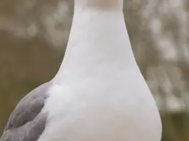 Multa por matar una gaviota en Gijón y cuánto puede costar image