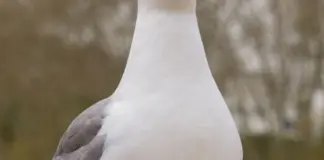 Multa por matar una gaviota en Gijón y cuánto puede costar image