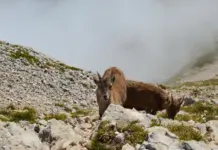 Ibex hoy gana terreno y atrae a los inversores Ibex hoy gana terreno y atrae a los inversores image