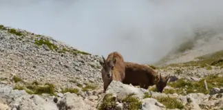 Ibex hoy gana terreno y atrae a los inversores image