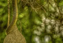 snake sorprende a una mujer dormida en su cama snake sorprende a una mujer dormida en su cama image