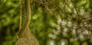 snake sorprende a una mujer dormida en su cama image