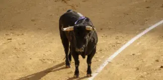 Onetoro tv en directo hoy y todo lo que verás image