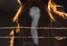 Grand National 2026 guía para seguir la carrera image