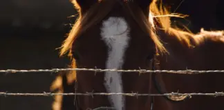 Grand National 2026 guía para seguir la carrera image