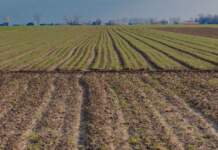 Fega ayudas fertilizantes cómo comprobar si cobras Fega ayudas fertilizantes cómo comprobar si cobras image