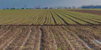 Fega ayudas fertilizantes cómo comprobar si cobras image