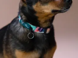 Collar Lamine Yamal el detalle que todos miran image