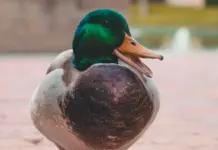 Drake sorprende con su nueva era musical en 2026 Drake sorprende con su nueva era musical en 2026 image