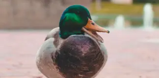 Drake sorprende con su nueva era musical en 2026 image